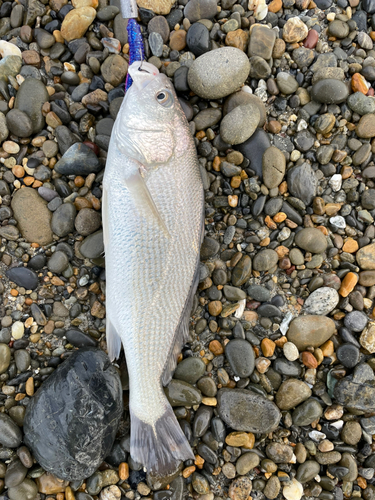 イシモチの釣果