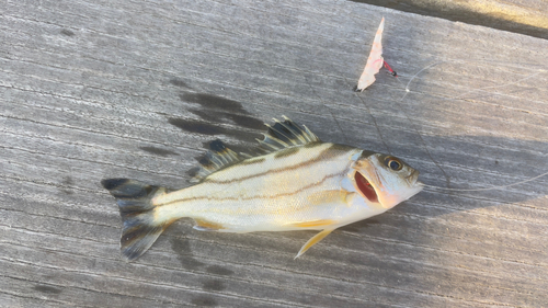 コトヒキの釣果