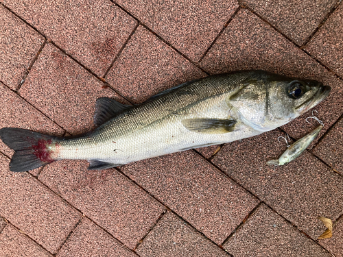 シーバスの釣果