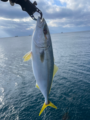 イナダの釣果