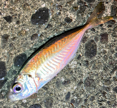 マアジの釣果