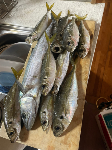 アジの釣果