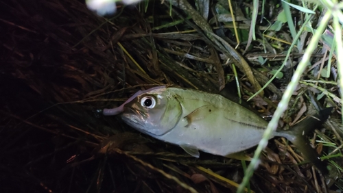 メッキの釣果