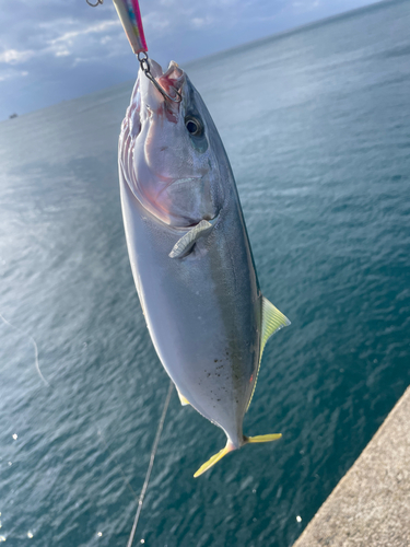 イナダの釣果