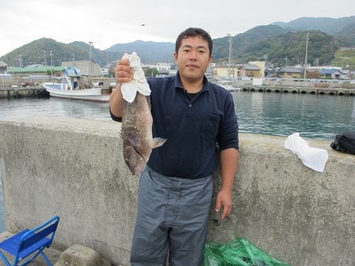 カンダイの釣果