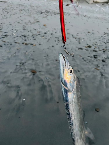 タチウオの釣果