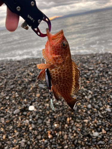 オオモンハタの釣果