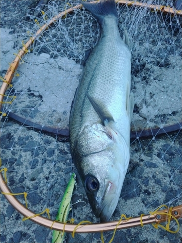 スズキの釣果