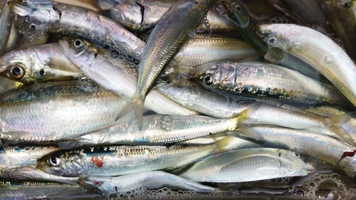 イワシの釣果