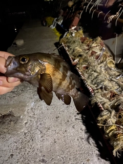 シロメバルの釣果