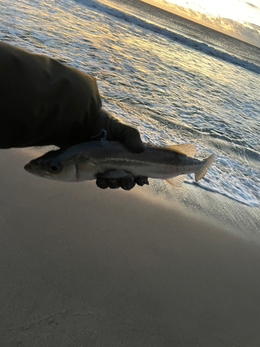 セイゴ（タイリクスズキ）の釣果