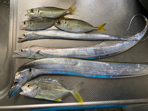 タチウオの釣果