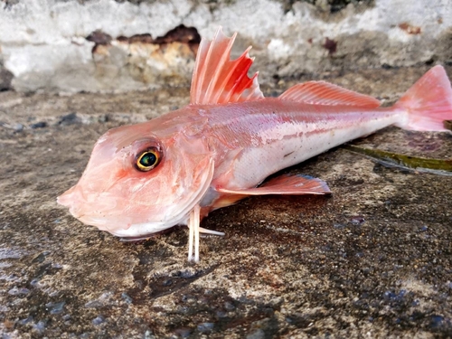 カナガシラの釣果