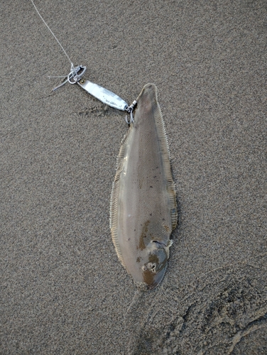 シタビラメの釣果