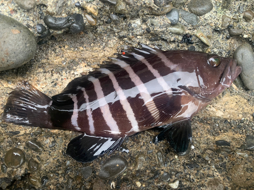 マハタモドキの釣果