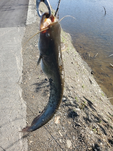 ナマズの釣果