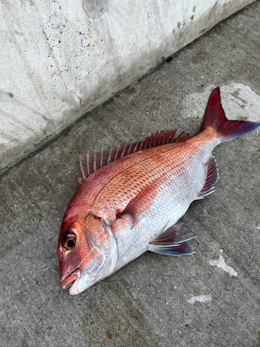 マダイの釣果