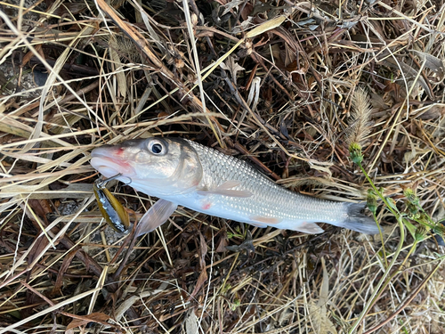 ニゴイの釣果