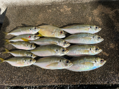 アジの釣果