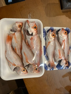 アカムツの釣果