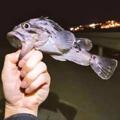 クロソイの釣果