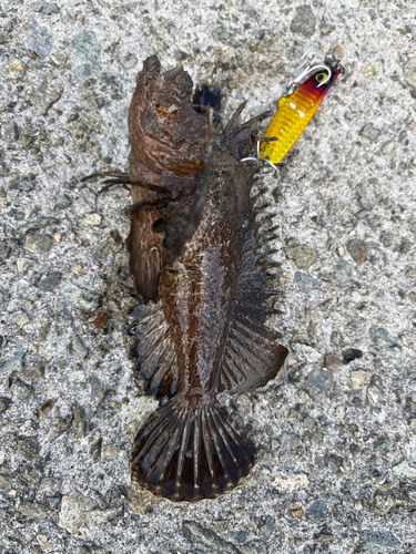 オニオコゼの釣果