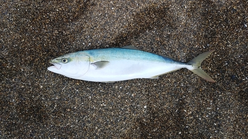 ワラサの釣果