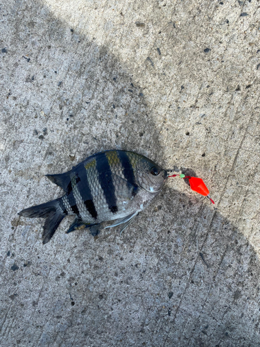 オヤビッチャの釣果