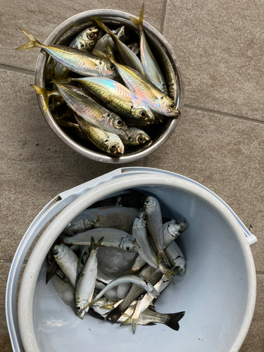 アジの釣果