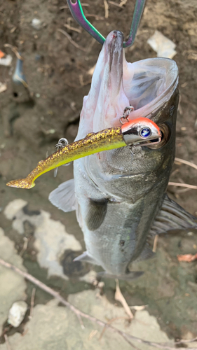 セイゴ（マルスズキ）の釣果