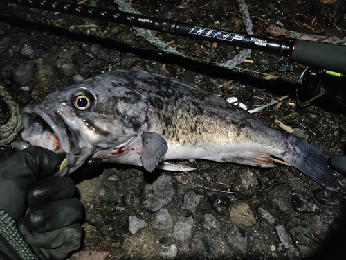 クロソイの釣果