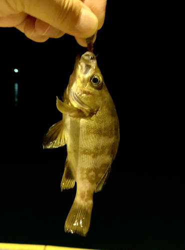 メバルの釣果