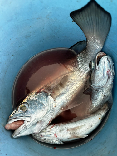 クログチの釣果