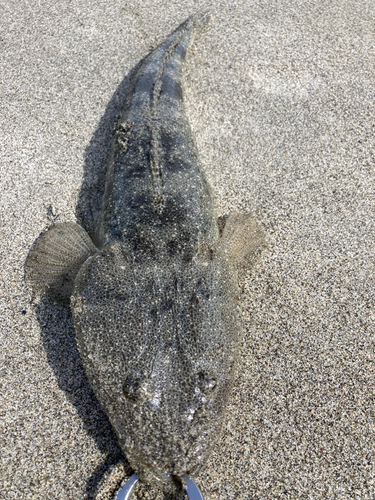 マゴチの釣果