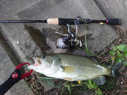 ブラックバスの釣果