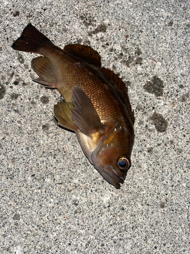 エゾメバルの釣果