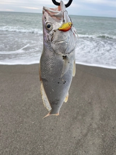 ニベの釣果