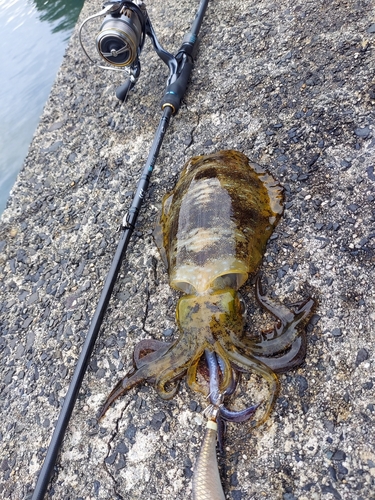 アオリイカの釣果