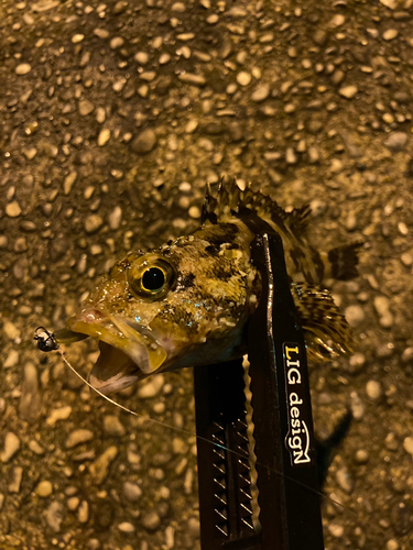 カサゴの釣果