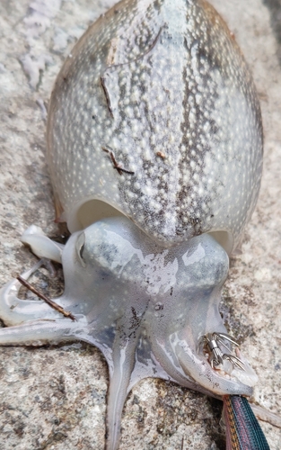 シリヤケイカの釣果