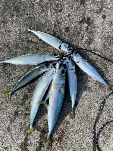 サバの釣果