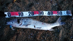 ニゴイの釣果