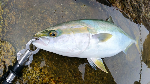 ハマチの釣果