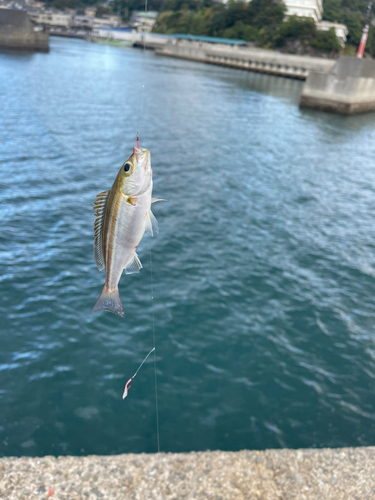 イサキの釣果