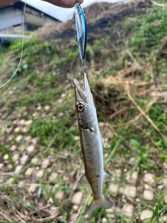 カマスの釣果