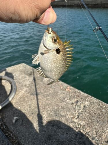 アイゴの釣果