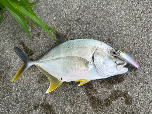 メッキの釣果