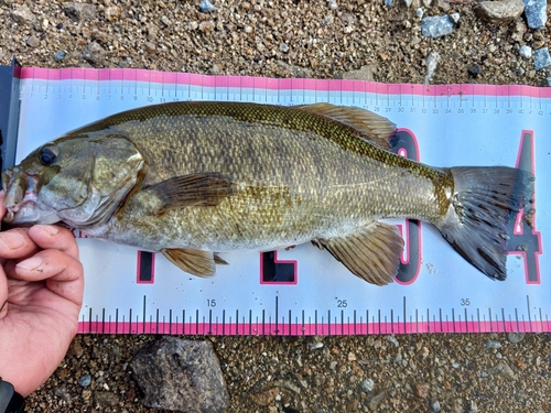 スモールマウスバスの釣果