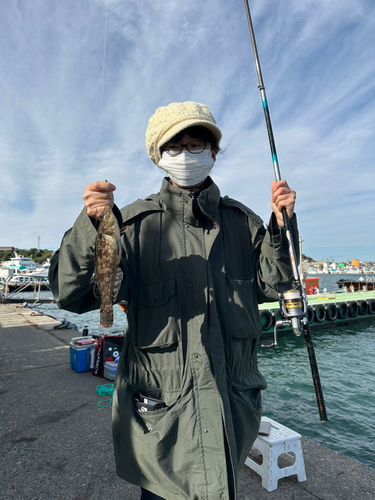 アイナメの釣果