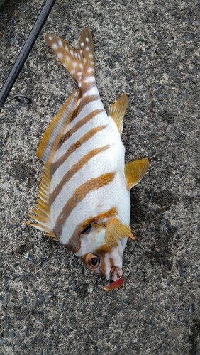 タカノハダイの釣果